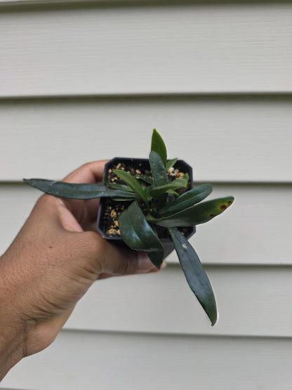 Microsorum thailandicum - Blue Oil Fern (non-exact)