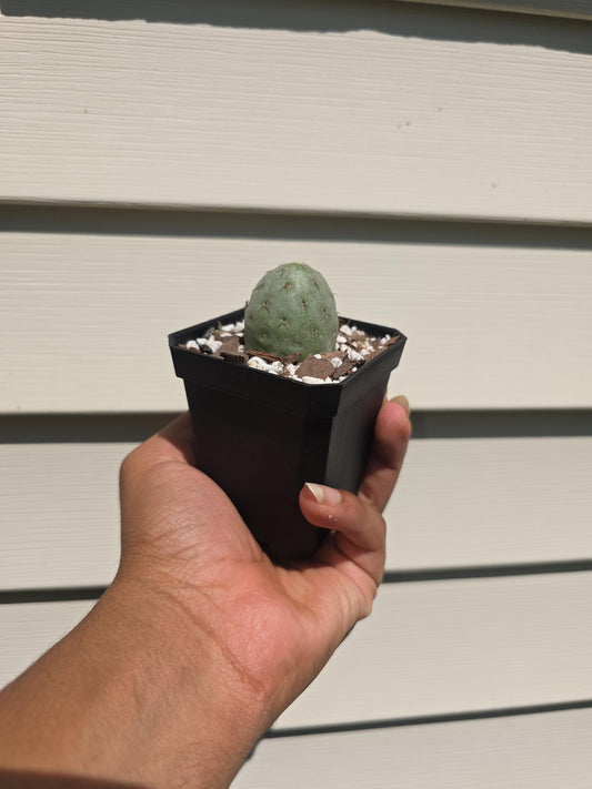 Tephrocactus geometricus - Rare Succulent - Plant Propagation - Potted, Rooted Plant