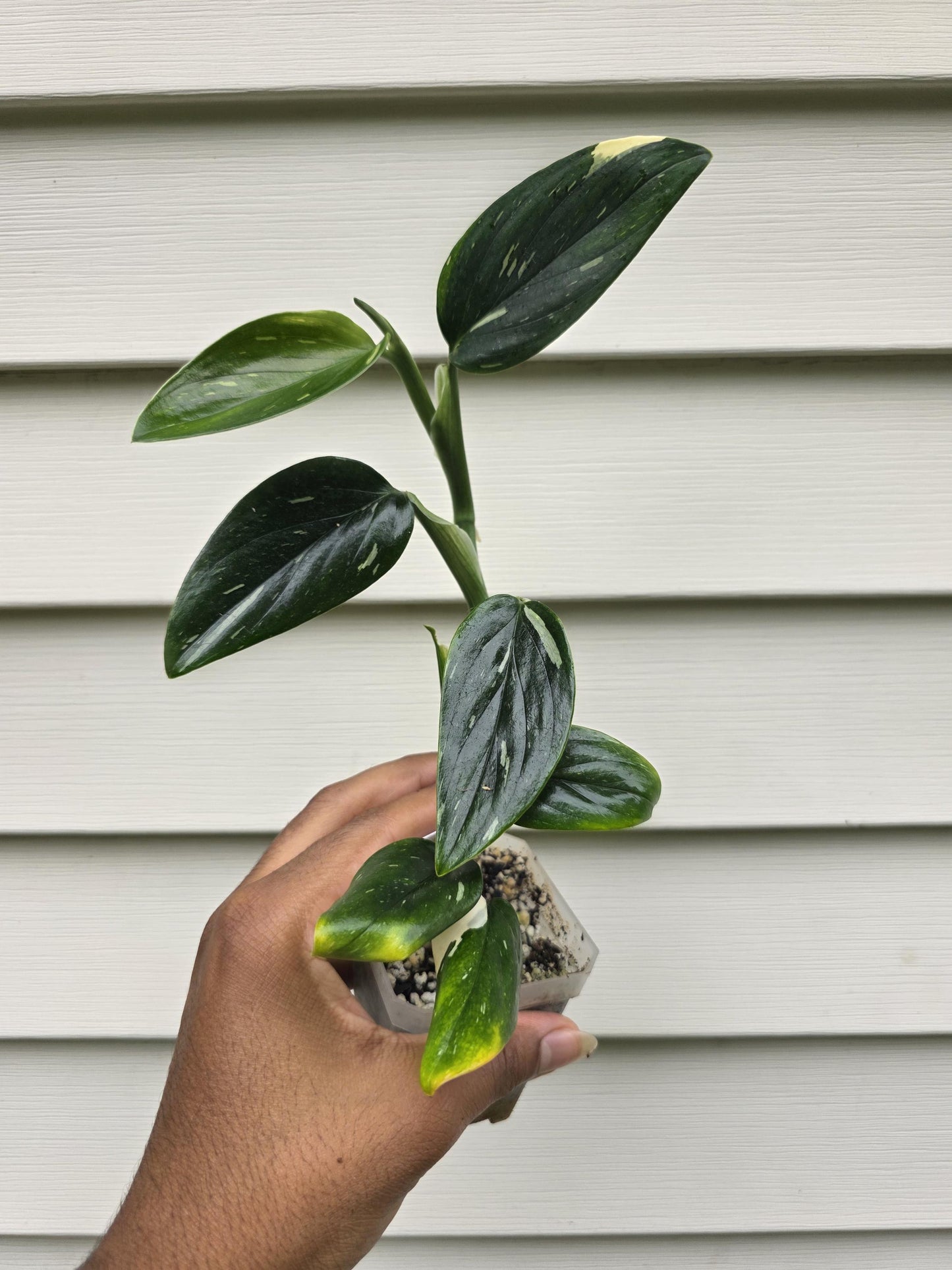 Monstera Standleyana Albo (non-exact)