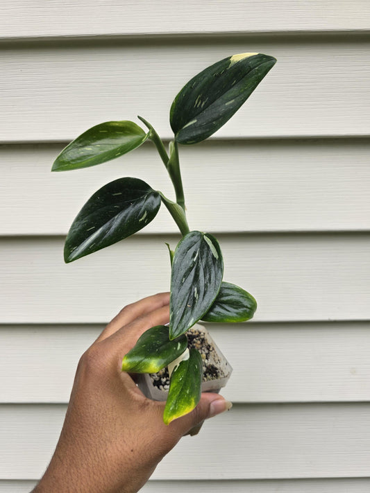 Monstera Standleyana Albo (non-exact)