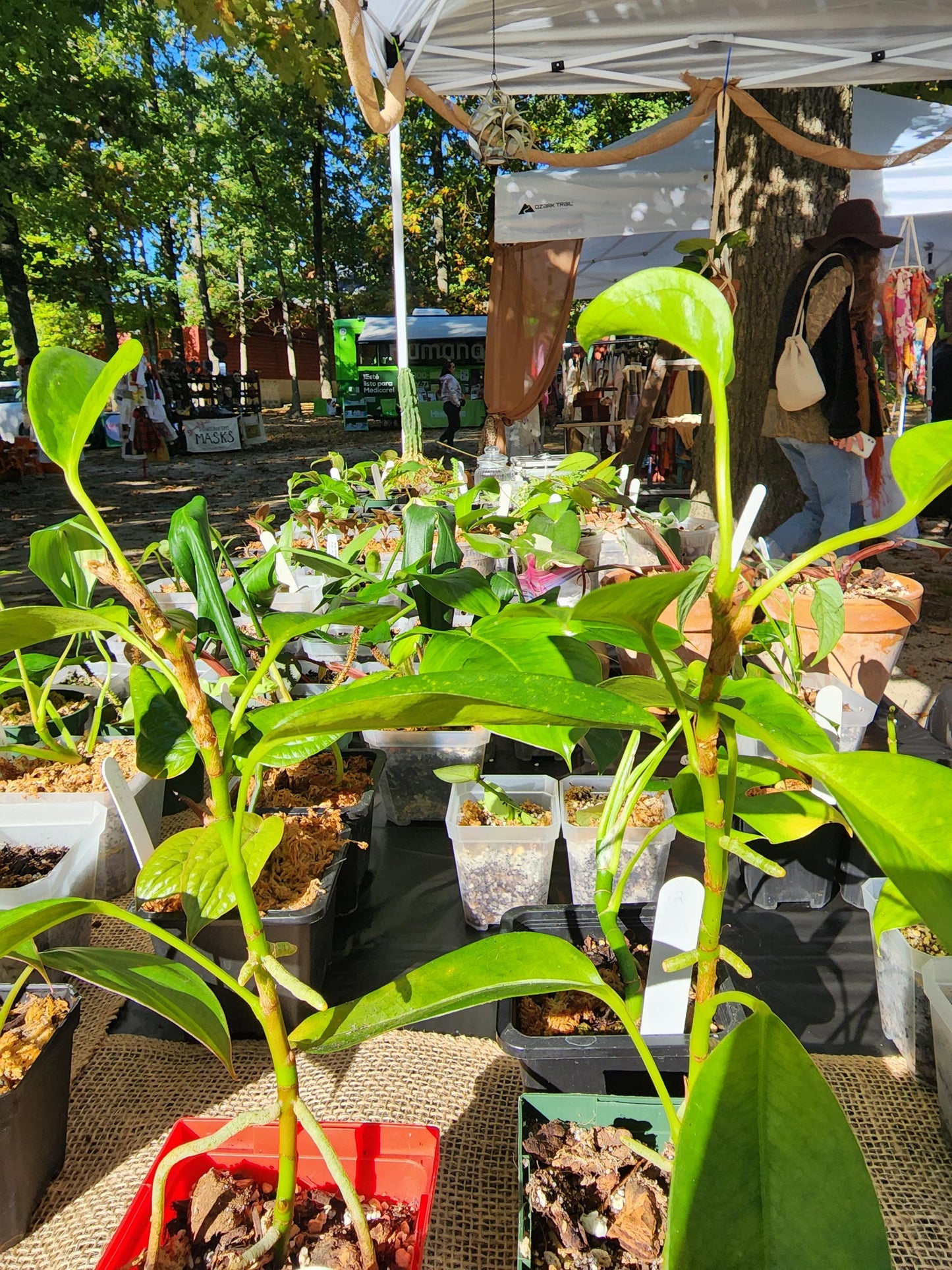 Mystery Plant - (Value 15)