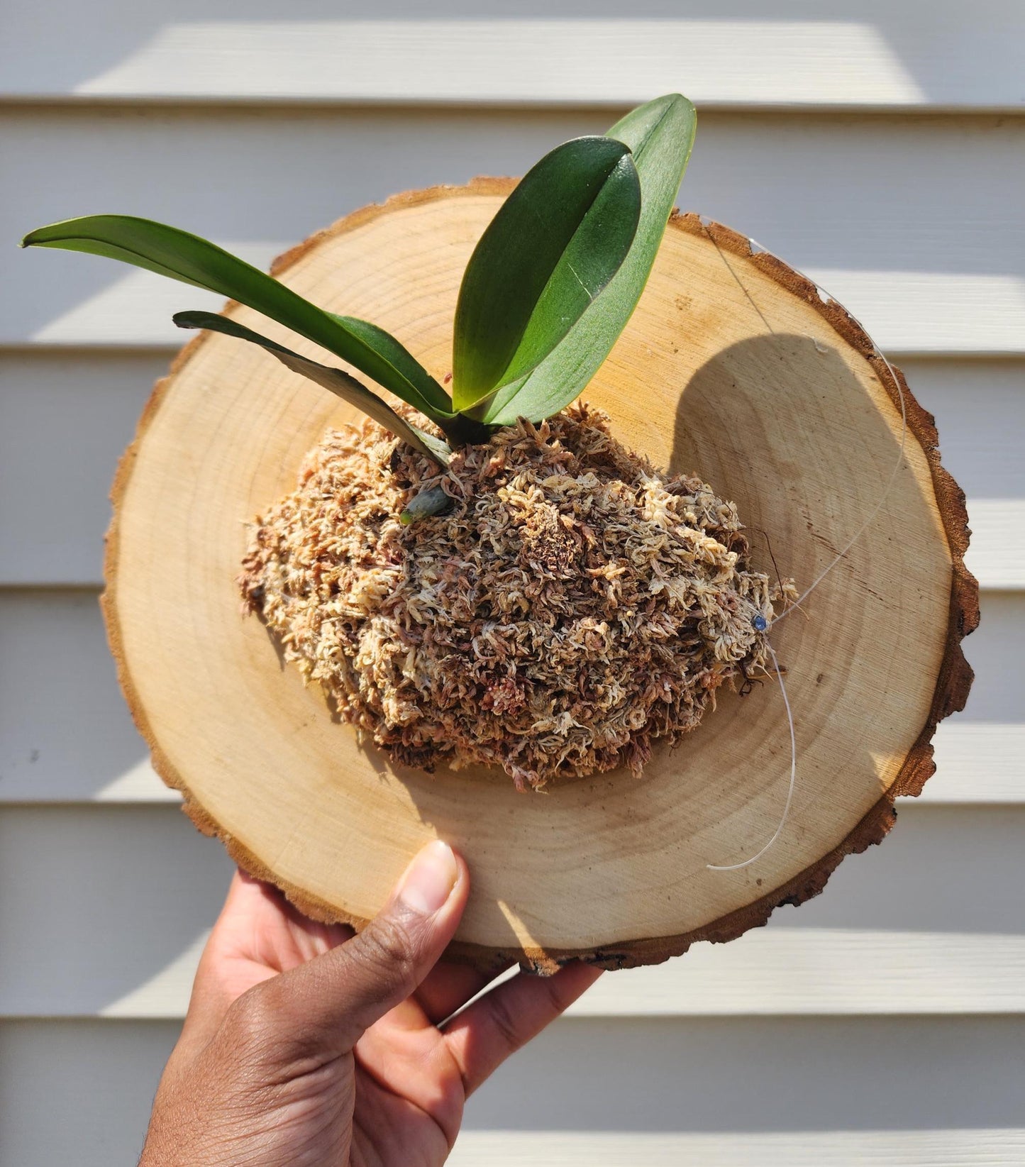 Mounted Orchid Display (exact plant)