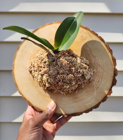 Mounted Orchid Display (exact plant)
