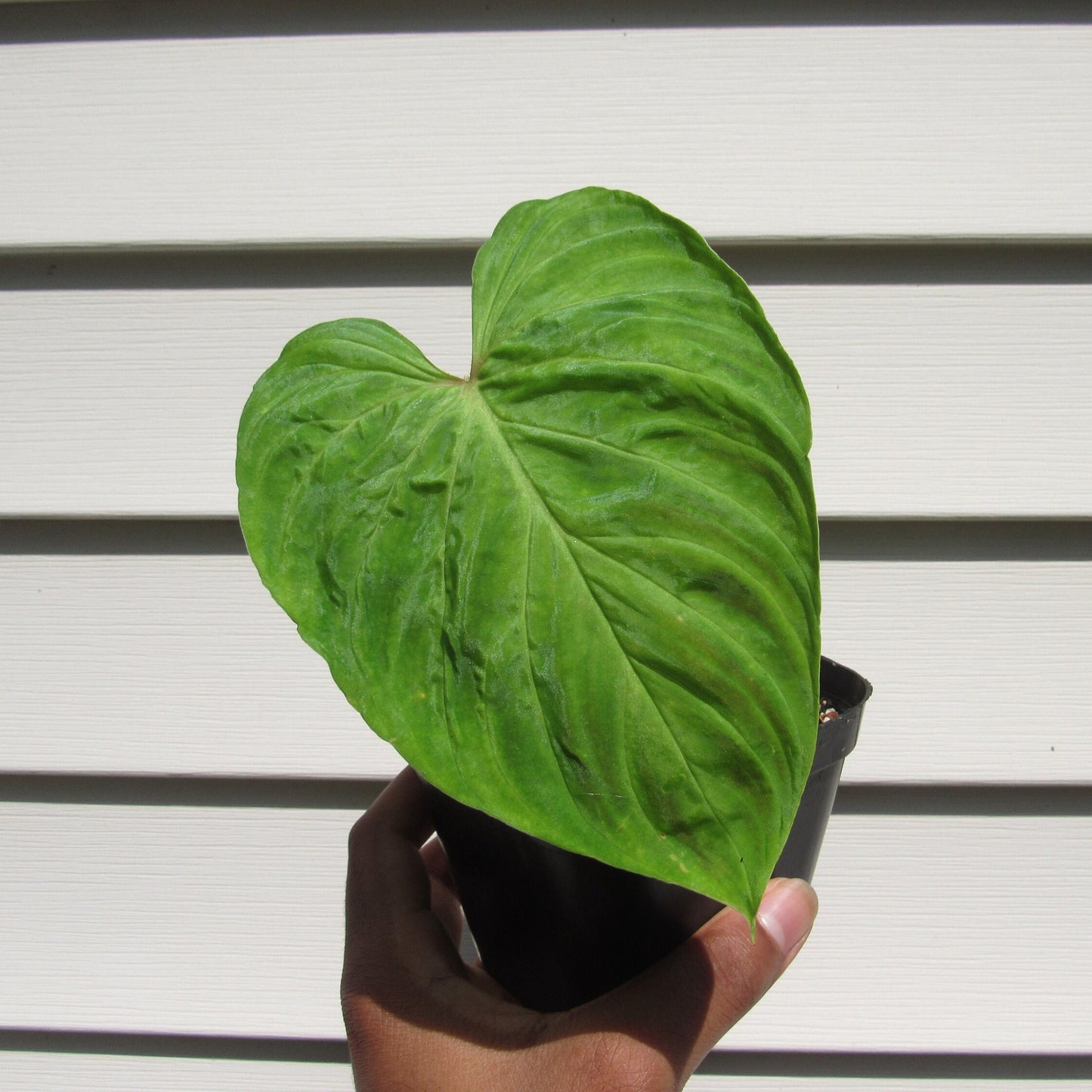 Philodendron verrucosum (non-exact)