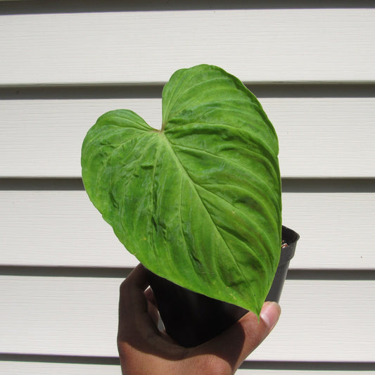 Philodendron verrucosum (non-exact)