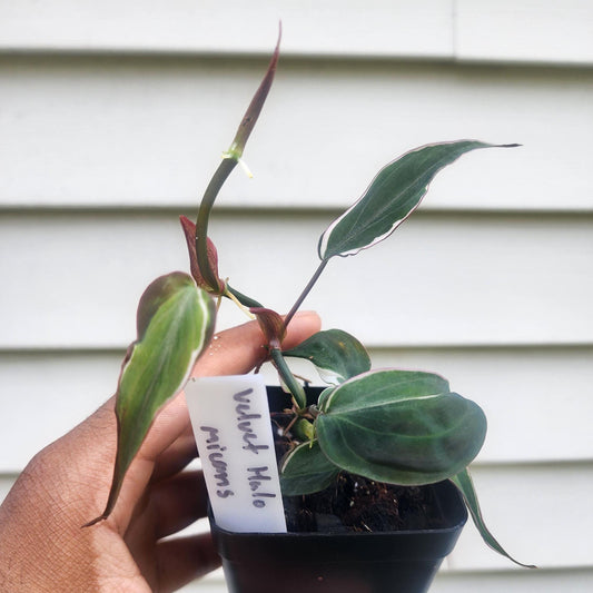 Philodendron Micans 'Velvet Halo' (non-exact)