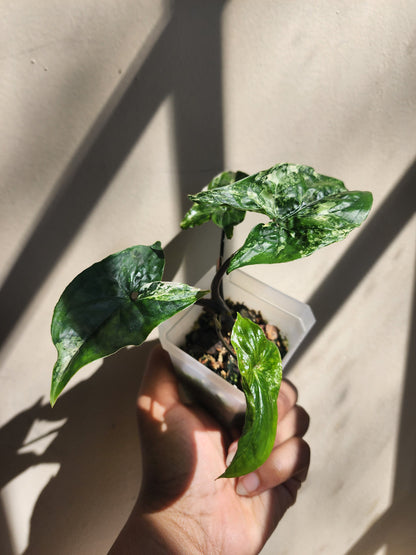 Syngonium podophyllum Albo (non-exact)