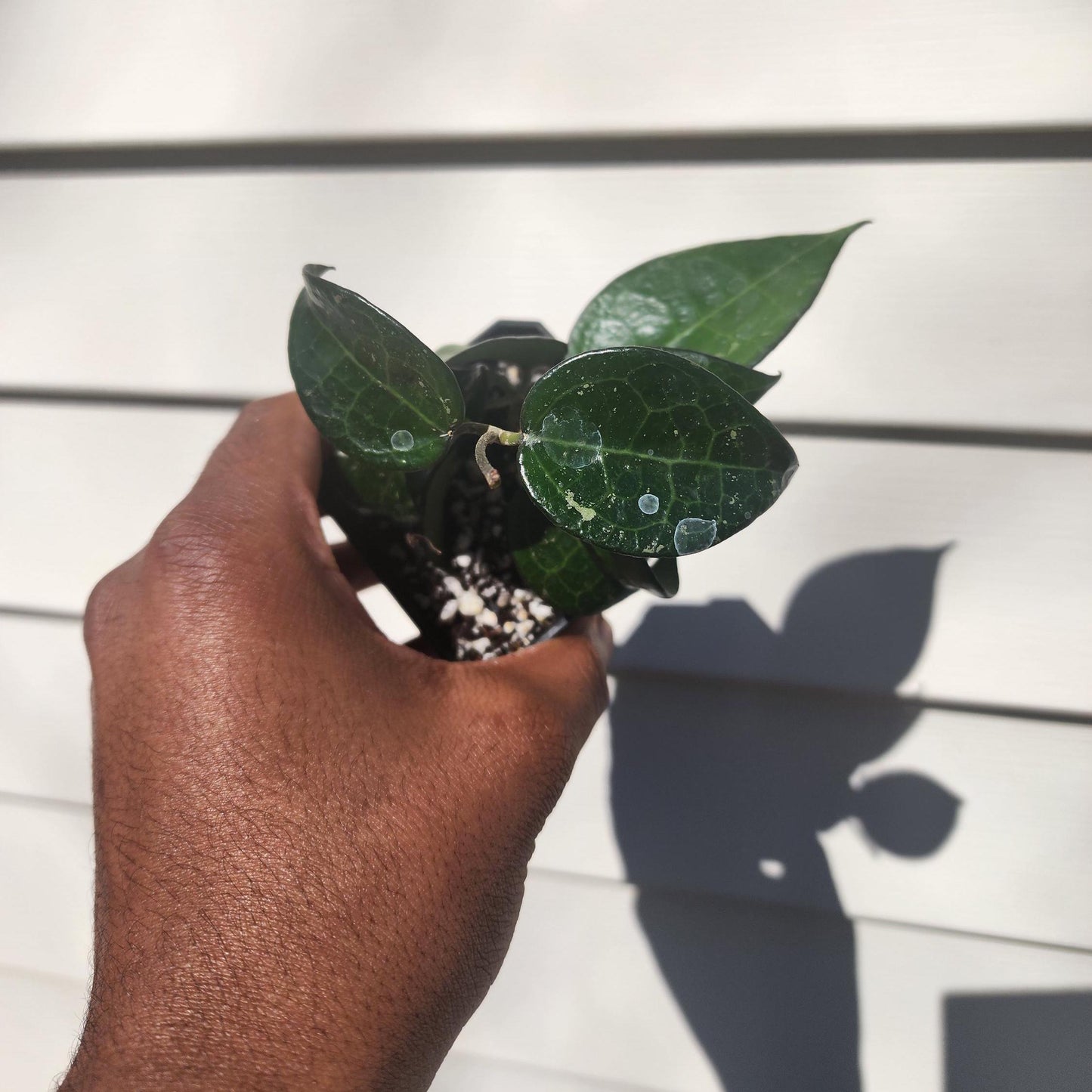 Hoya verticillata (parasitica) 'Black Margin' (non-exact)