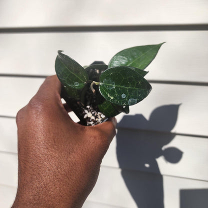 Hoya verticillata (parasitica) 'Black Margin' (non-exact)