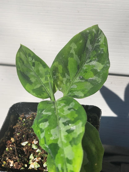 Aglaonema pictum 'Tricolor' (non-exact)