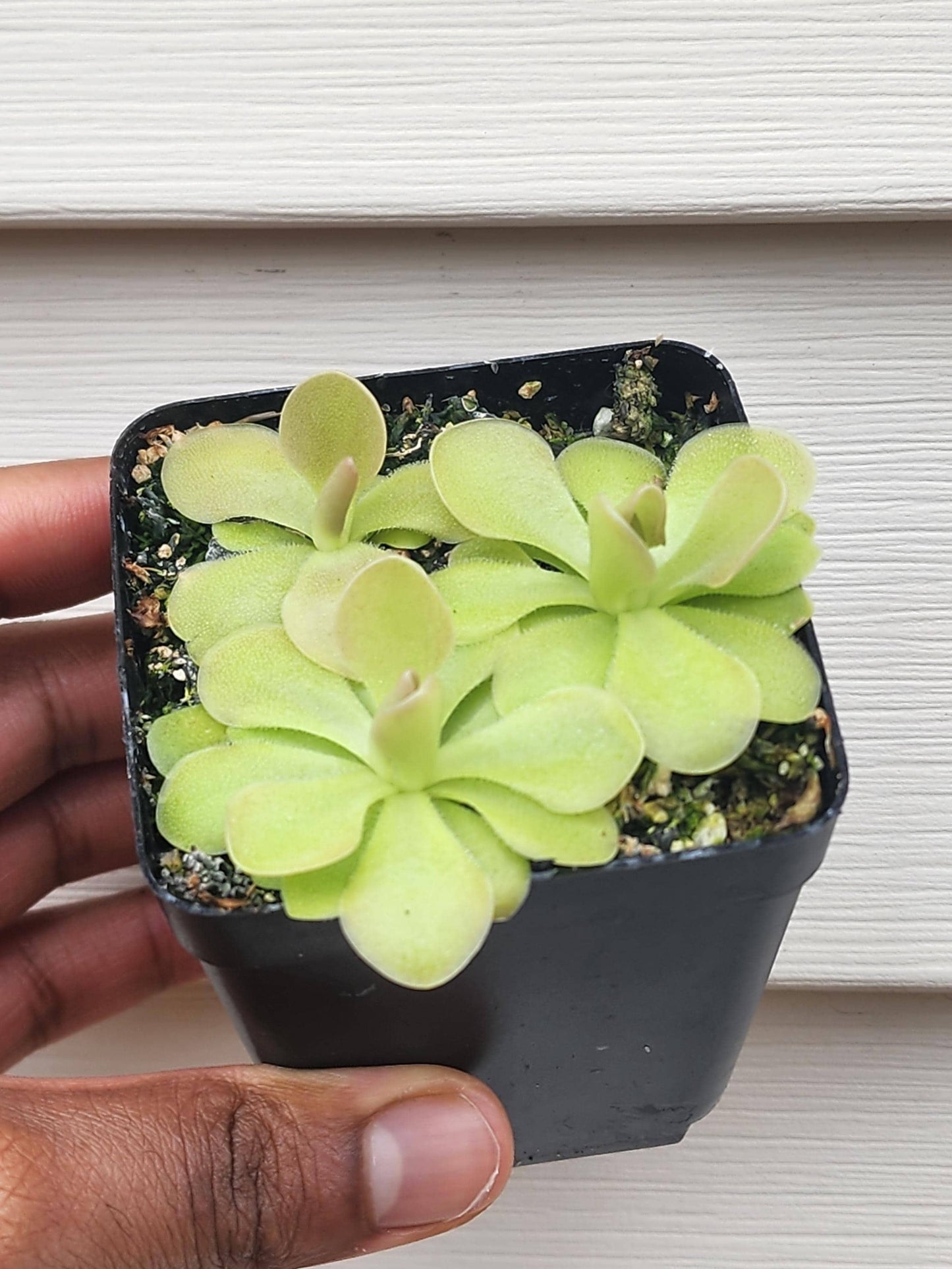 Pinguicula hybrid (non-exact)