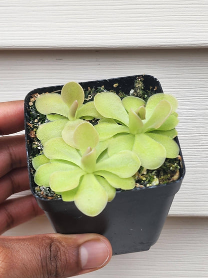 Pinguicula hybrid (non-exact)