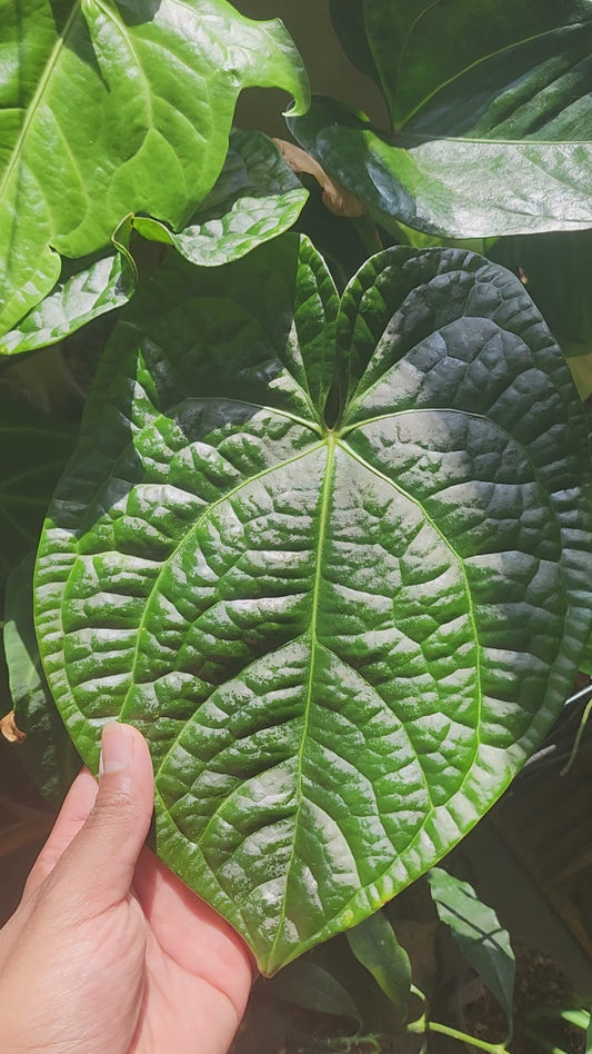 GUYA's Quarantine Spray & Plant Pest Preventative